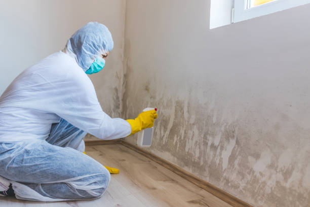 Licensed Mold Testing service in Saint James, NY - WQB Mold Removal